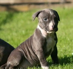 Foto 2 van de pups
