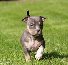 Foto 3 van de pups