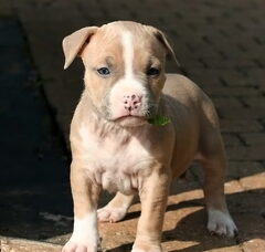 Foto 4 van de pups