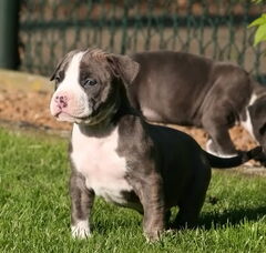 Foto 5 van de pups