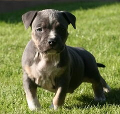 Foto 6 van de pups