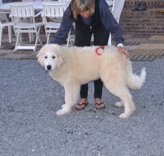 Foto 2 van de pups