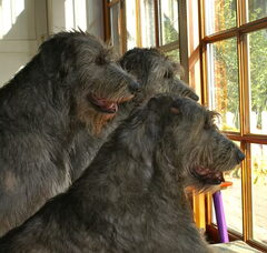 Foto 2 van Gaelforce Irish Wolfhounds