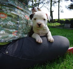 Foto 4 van de pups