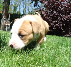 Foto 5 van de pups