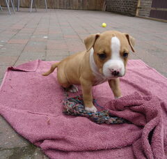 Foto 6 van de pups