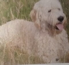 Foto 2 van de pups