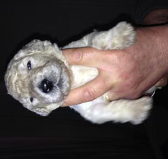 Foto 3 van de pups