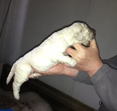 Foto 4 van de pups