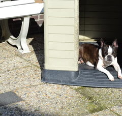 Foto 2 van de pups
