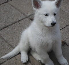Foto 2 van de pups