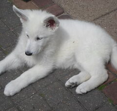 Foto 3 van de pups