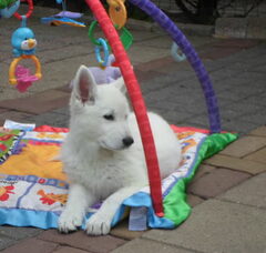 Foto 4 van de pups