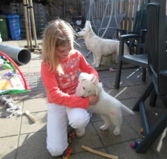 Foto 5 van de pups
