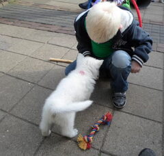 Foto 6 van de pups