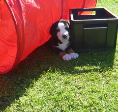 Foto 3 van de pups