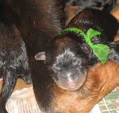 Foto 2 van de pups