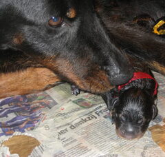 Foto 3 van de pups