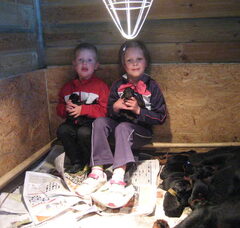 Foto 4 van de pups