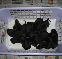 Foto 5 van de pups