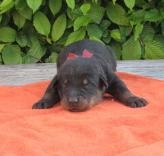 Foto 6 van de pups