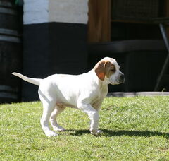 Foto 2 van de pups