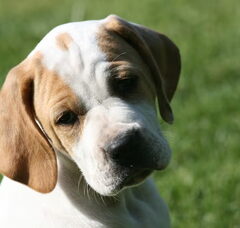 Foto 3 van de pups