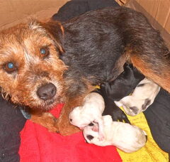 Foto 2 van de pups