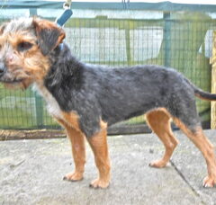 Foto 3 van de pups