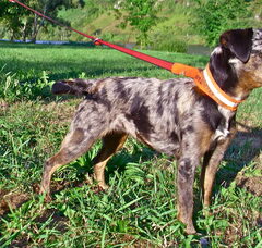 Foto 4 van de pups