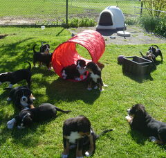 Foto 4 van de pups