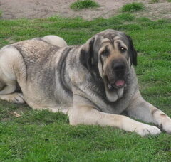 Foto 2 van de pups