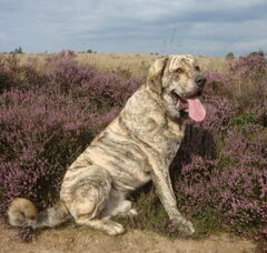 Foto 3 van de pups