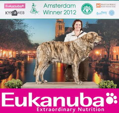 Foto 4 van de pups