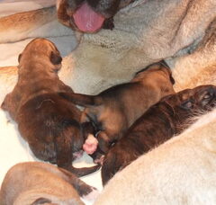 Foto 5 van de pups