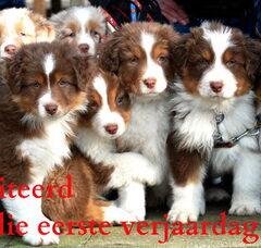 Foto 2 van de pups
