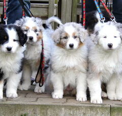 Foto 4 van de pups