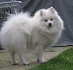 Foto 2 van de pups