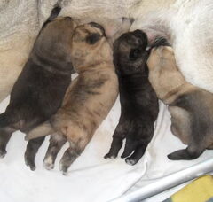 Foto 6 van de pups