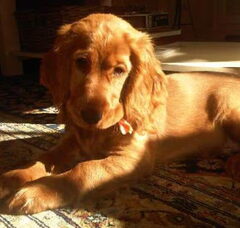Foto 2 van de pups