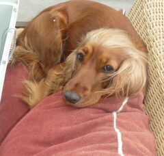 Foto 3 van de pups