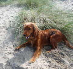 Foto 4 van de pups
