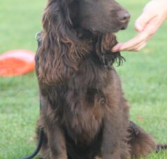 Foto 6 van de pups