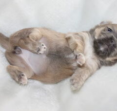Foto 2 van de pups