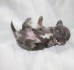 Foto 3 van de pups