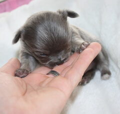 Foto 4 van de pups