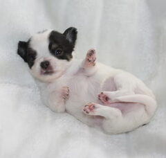 Foto 5 van de pups