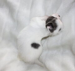 Foto 6 van de pups