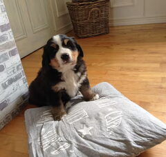 Foto 2 van de pups