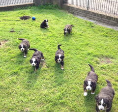 Foto 3 van de pups